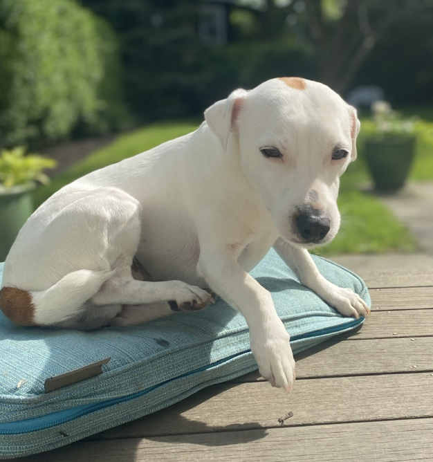 Fin relaxing on his garden cushion